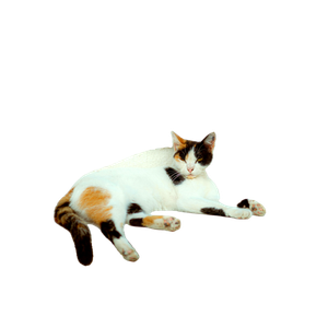 A Calico Cat Lies Comfortably On A Marble Doorstep Against A Blue Weathered Door, Carthage, Tunisia. 18570 - Cat PNG image with transparent background